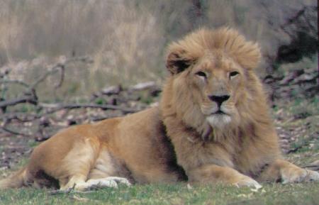.........lion 23/07/....